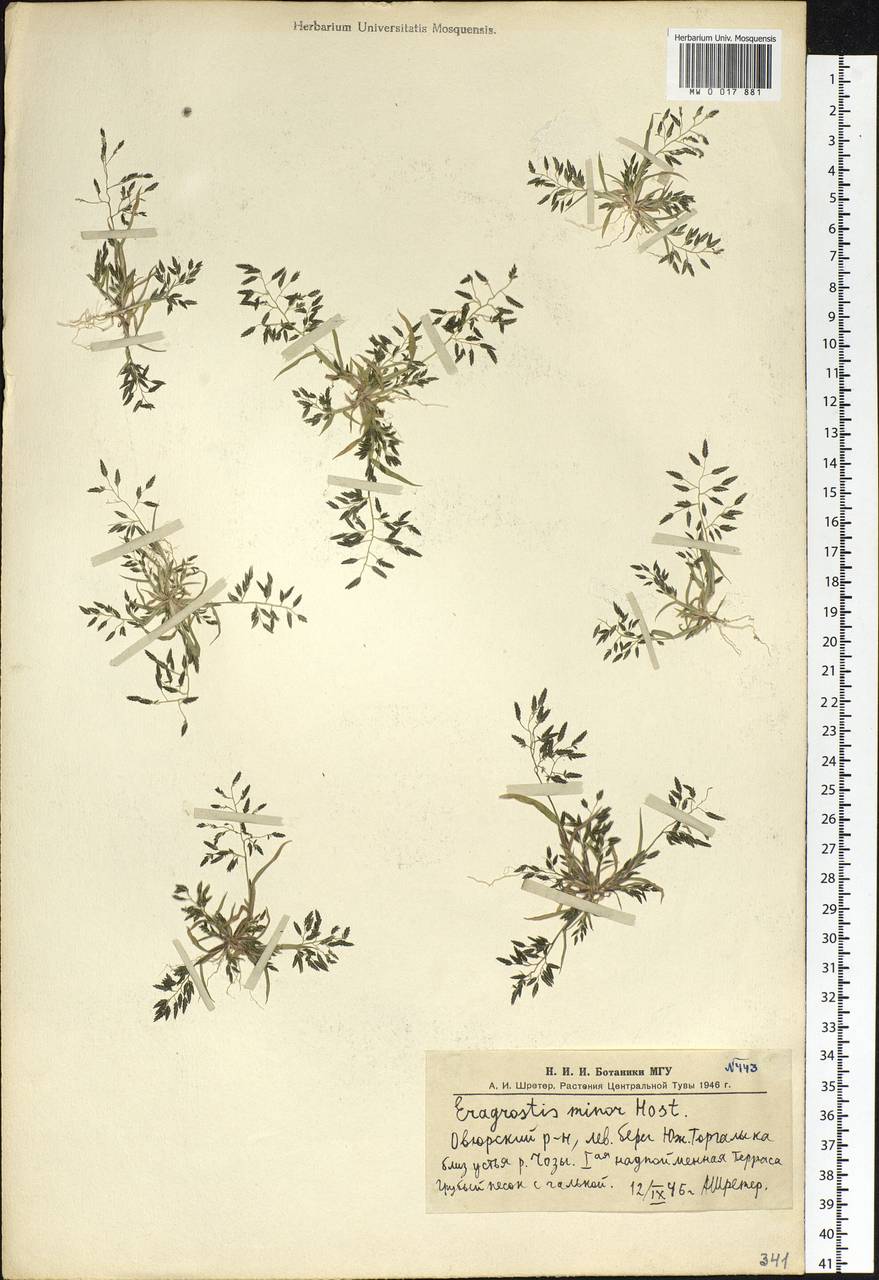 Eragrostis minor Host, Siberia, Altai & Sayany Mountains (S2) (Russia)