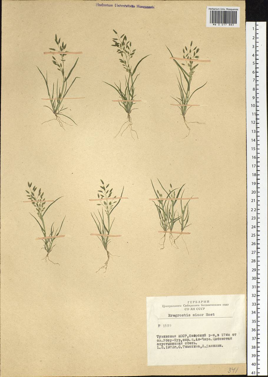 Eragrostis minor Host, Siberia, Altai & Sayany Mountains (S2) (Russia)