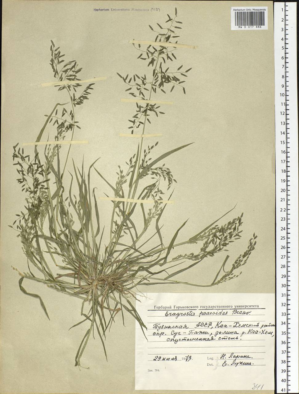 Eragrostis minor Host, Siberia, Altai & Sayany Mountains (S2) (Russia)