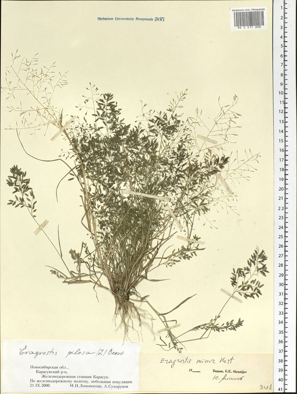 Eragrostis minor Host, Siberia, Western Siberia (S1) (Russia)