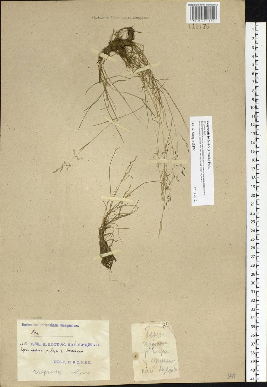 Eragrostis pilosa (L.) P.Beauv., Siberia, Russian Far East (S6) (Russia)