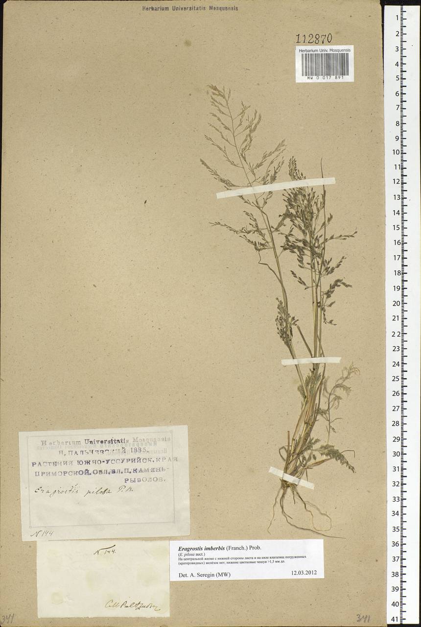 Eragrostis pilosa (L.) P.Beauv., Siberia, Russian Far East (S6) (Russia)