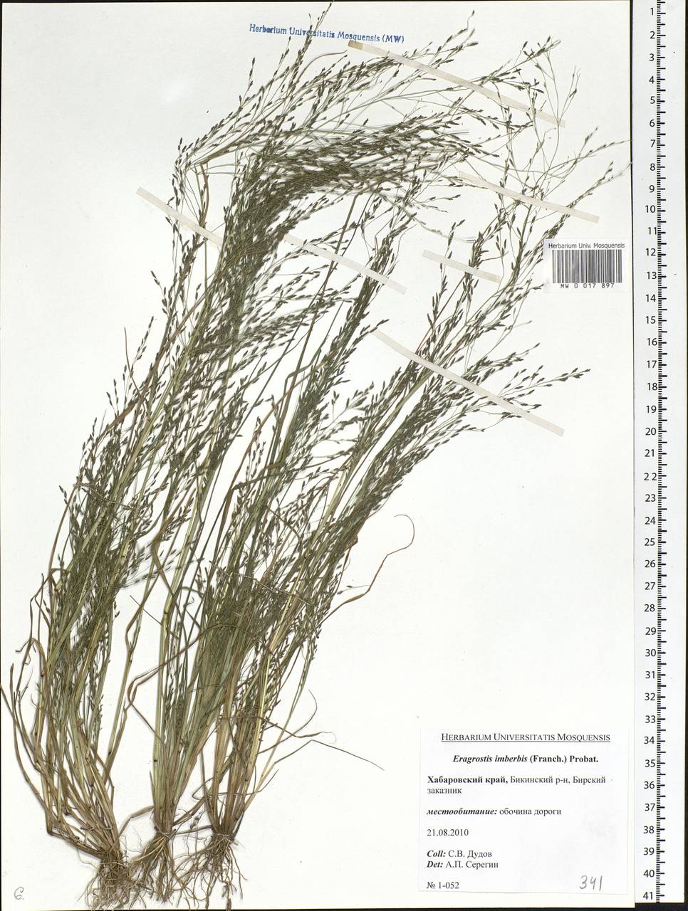 Eragrostis pilosa (L.) P.Beauv., Siberia, Russian Far East (S6) (Russia)