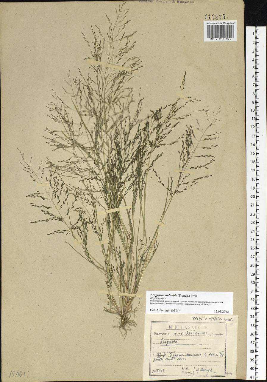 Eragrostis pilosa (L.) P.Beauv., Siberia, Baikal & Transbaikal region (S4) (Russia)