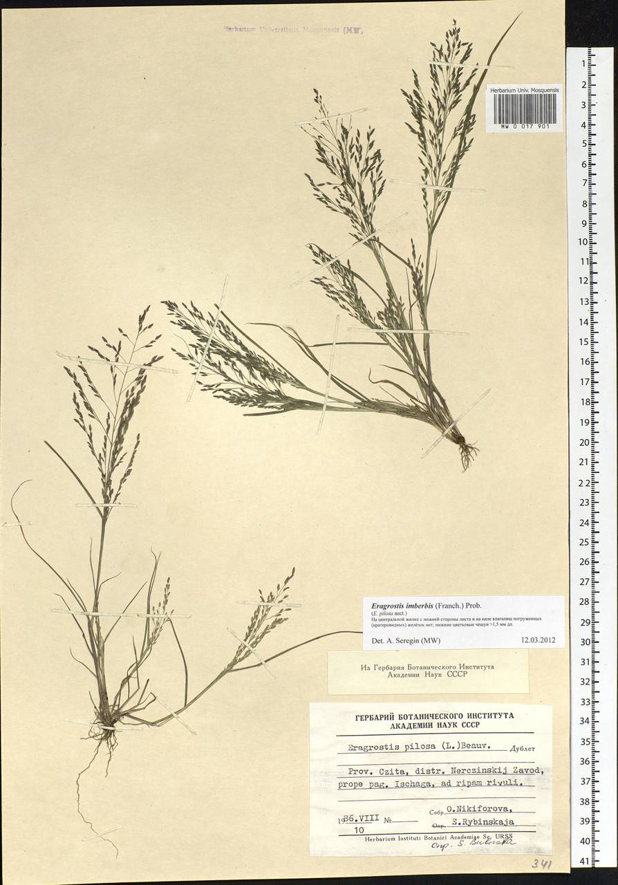 Eragrostis pilosa (L.) P.Beauv., Siberia, Baikal & Transbaikal region (S4) (Russia)