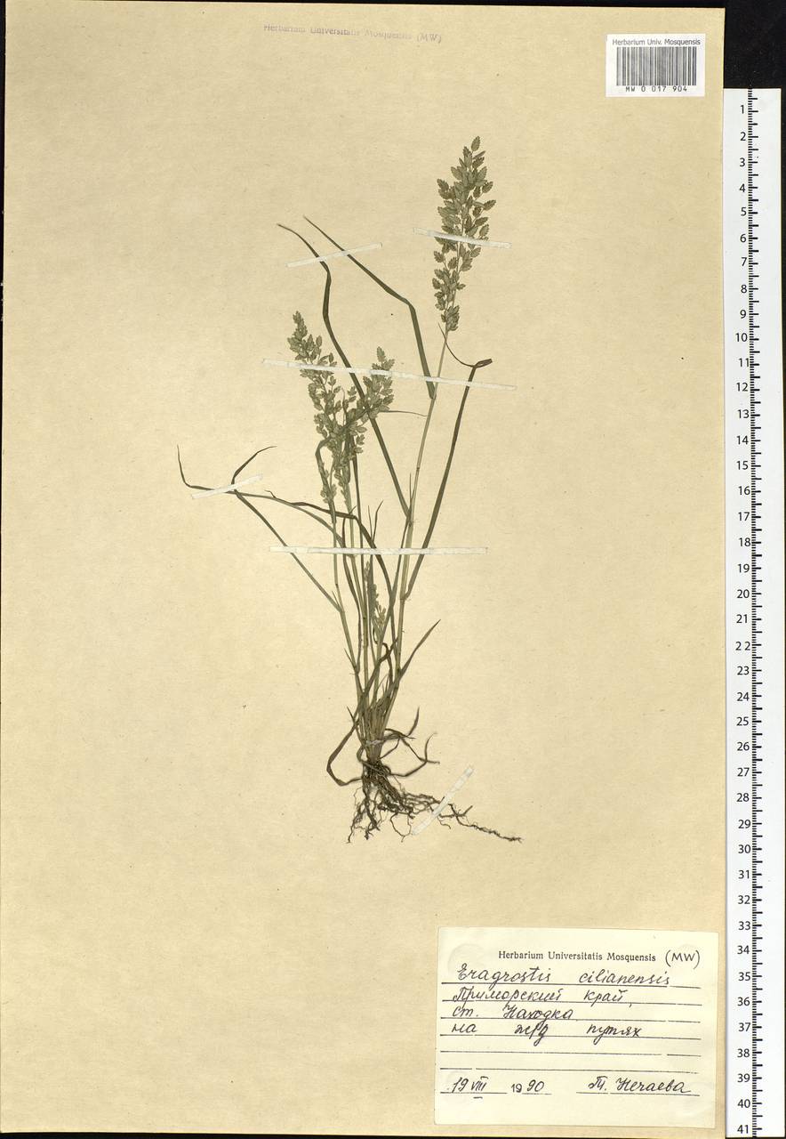 Eragrostis cilianensis (All.) Vignolo ex Janch., Siberia, Russian Far East (S6) (Russia)