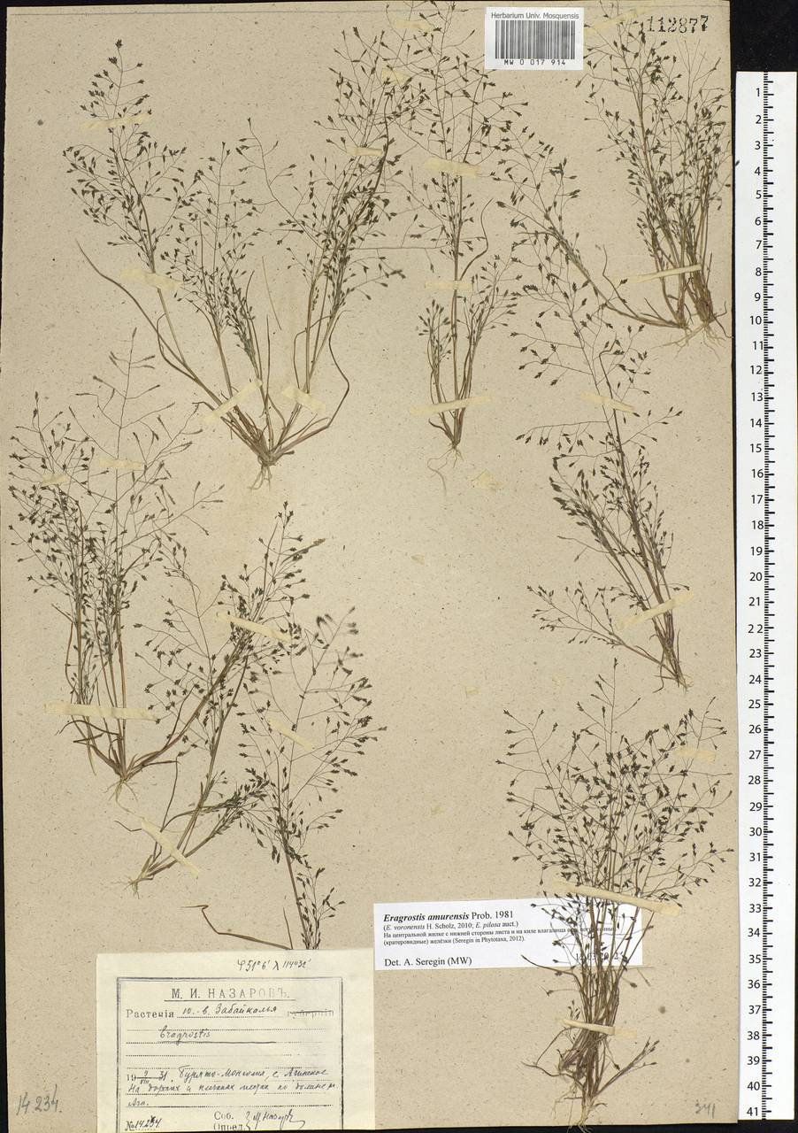 Eragrostis amurensis Prob., Siberia, Baikal & Transbaikal region (S4) (Russia)