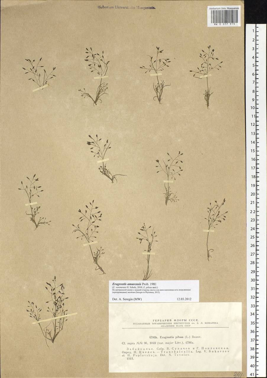 Eragrostis amurensis Prob., Siberia, Baikal & Transbaikal region (S4) (Russia)