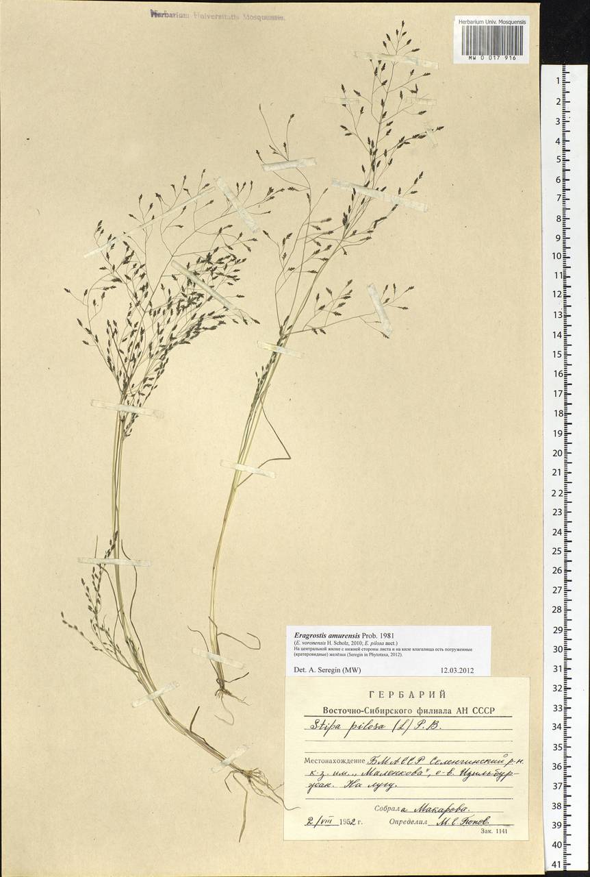 Eragrostis amurensis Prob., Siberia, Baikal & Transbaikal region (S4) (Russia)