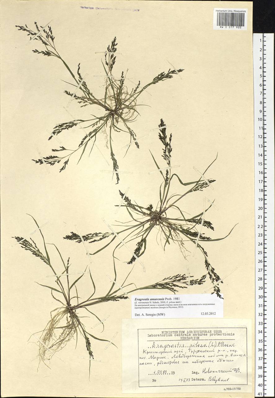 Eragrostis amurensis Prob., Siberia, Central Siberia (S3) (Russia)
