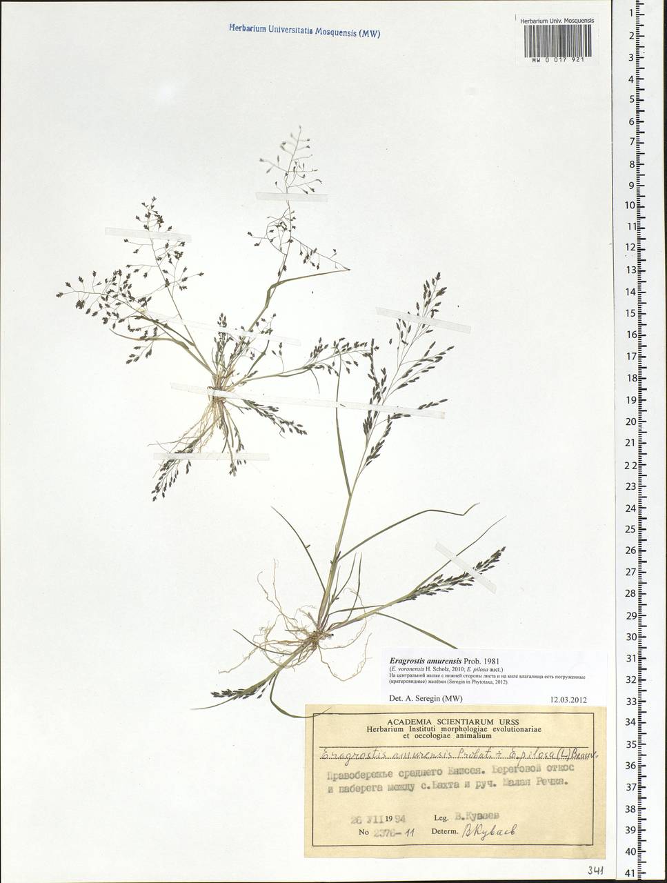 Eragrostis amurensis Prob., Siberia, Central Siberia (S3) (Russia)