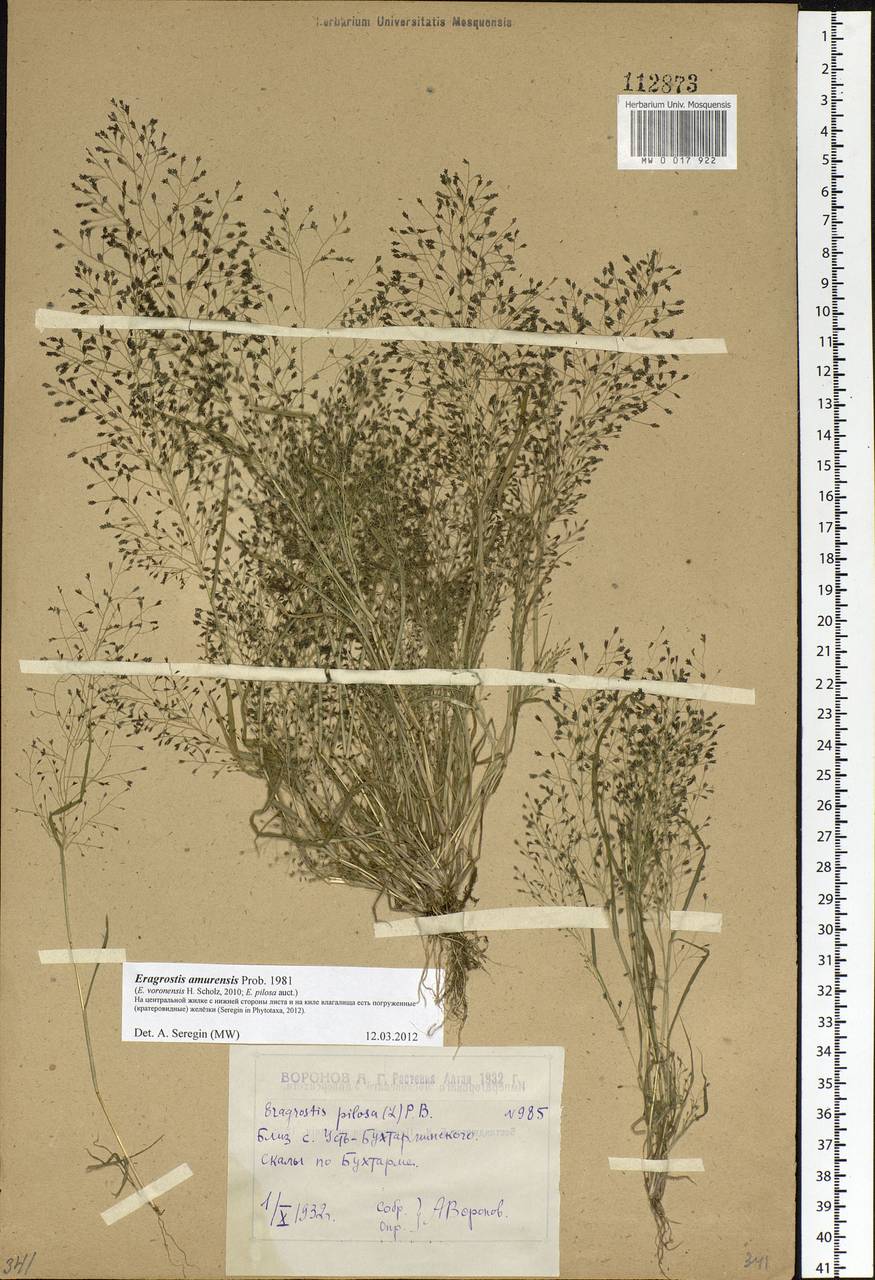 Eragrostis amurensis Prob., Siberia, Western (Kazakhstan) Altai Mountains (S2a) (Kazakhstan)