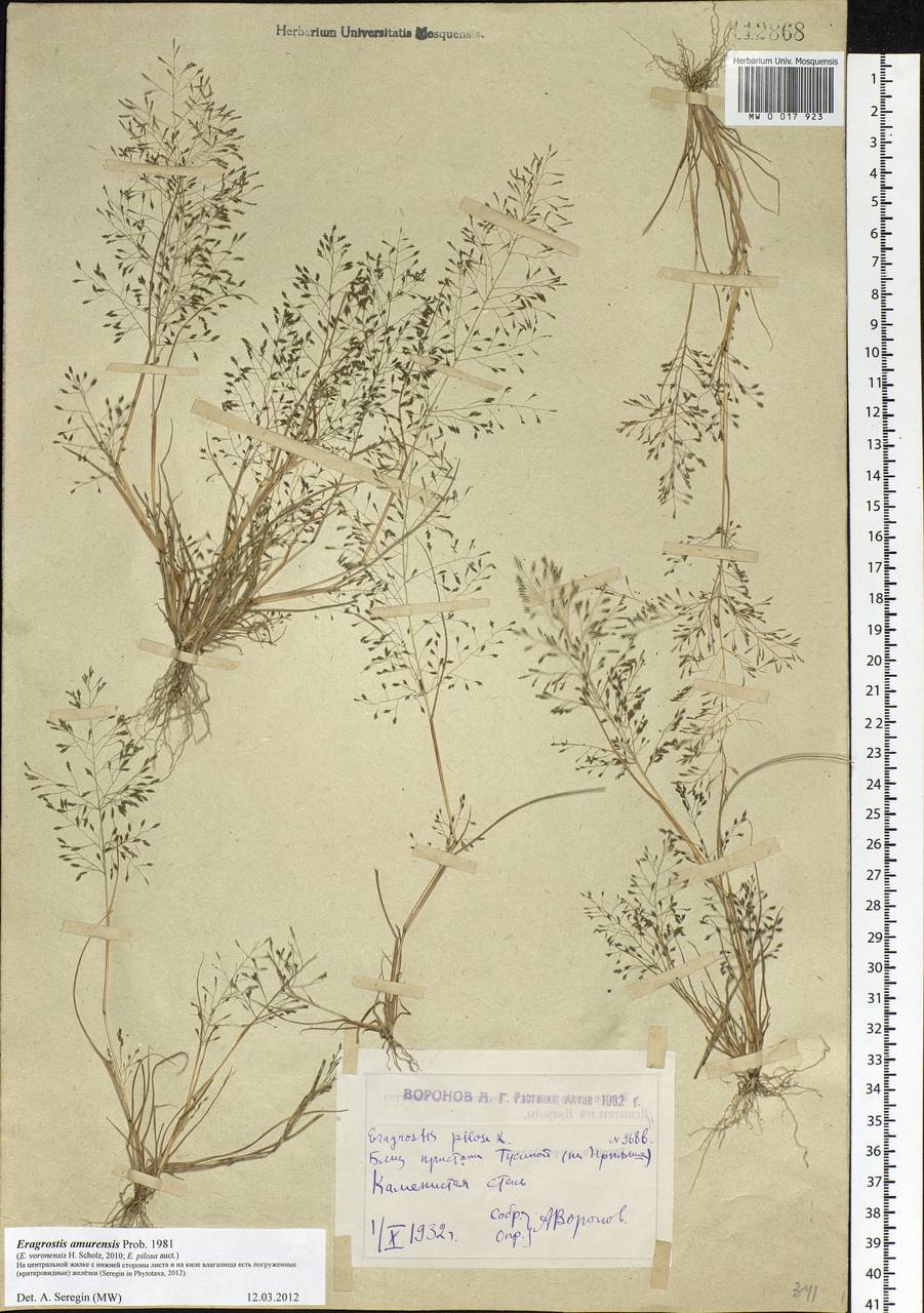 Eragrostis amurensis Prob., Siberia, Western (Kazakhstan) Altai Mountains (S2a) (Kazakhstan)