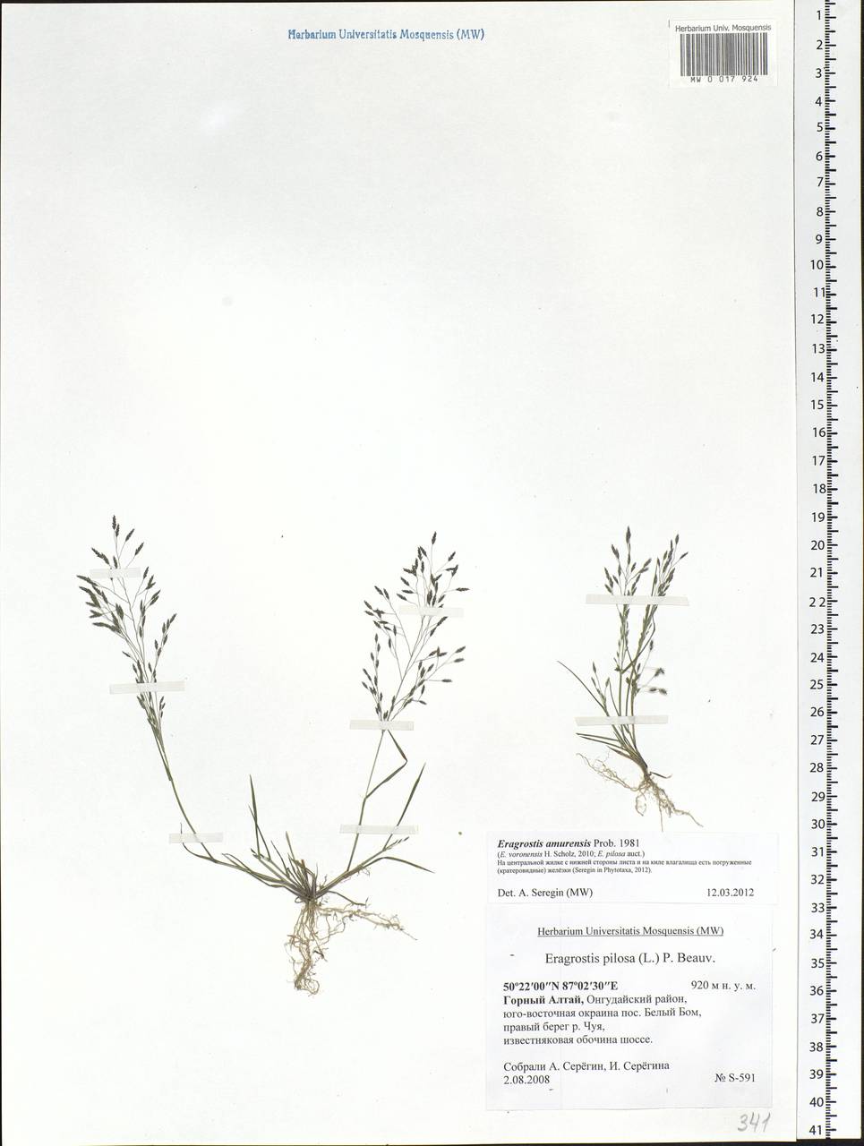 Eragrostis amurensis Prob., Siberia, Altai & Sayany Mountains (S2) (Russia)