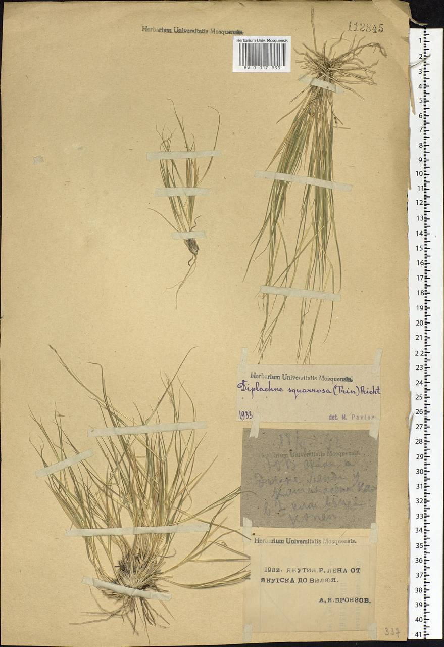 Cleistogenes squarrosa (Trin.) Keng, Siberia, Yakutia (S5) (Russia)