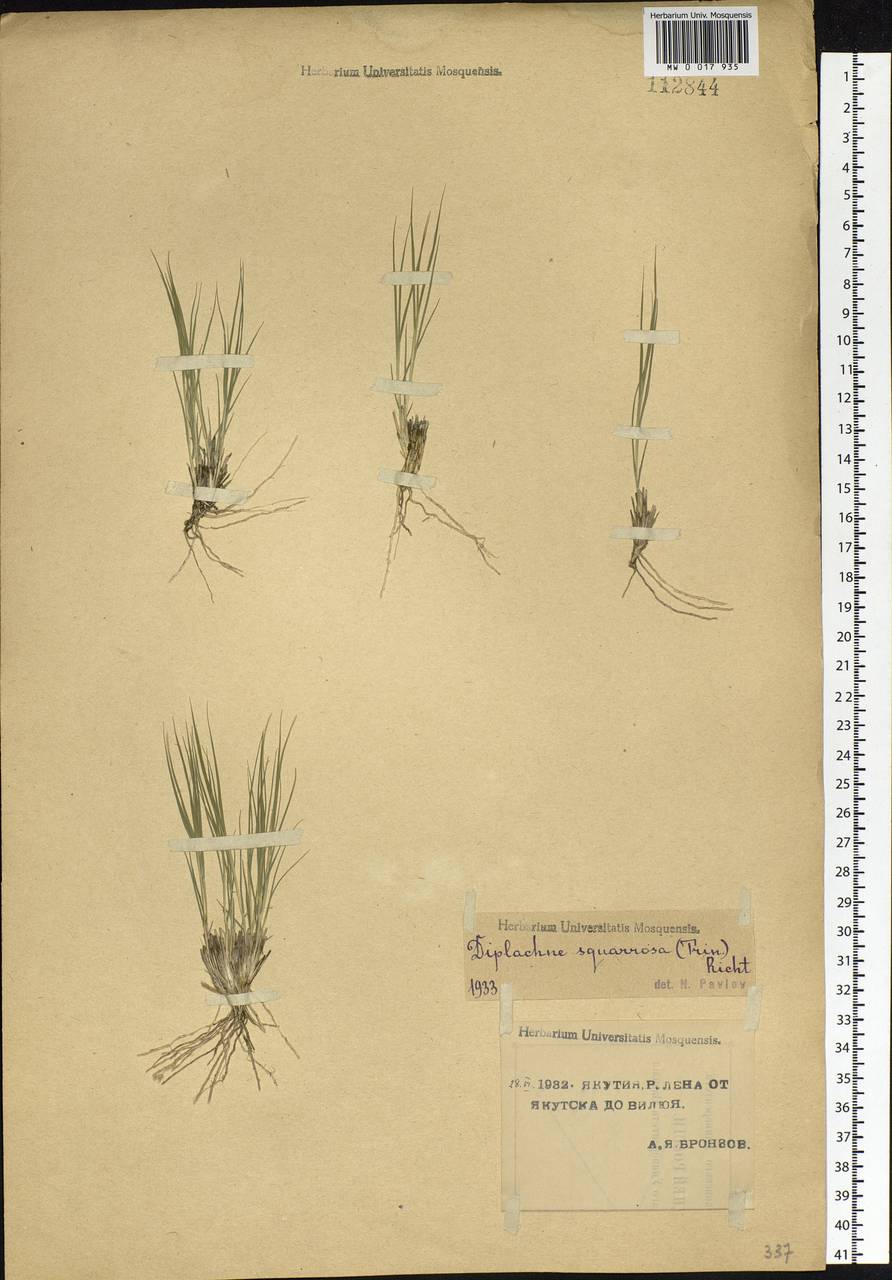 Cleistogenes squarrosa (Trin.) Keng, Siberia, Yakutia (S5) (Russia)