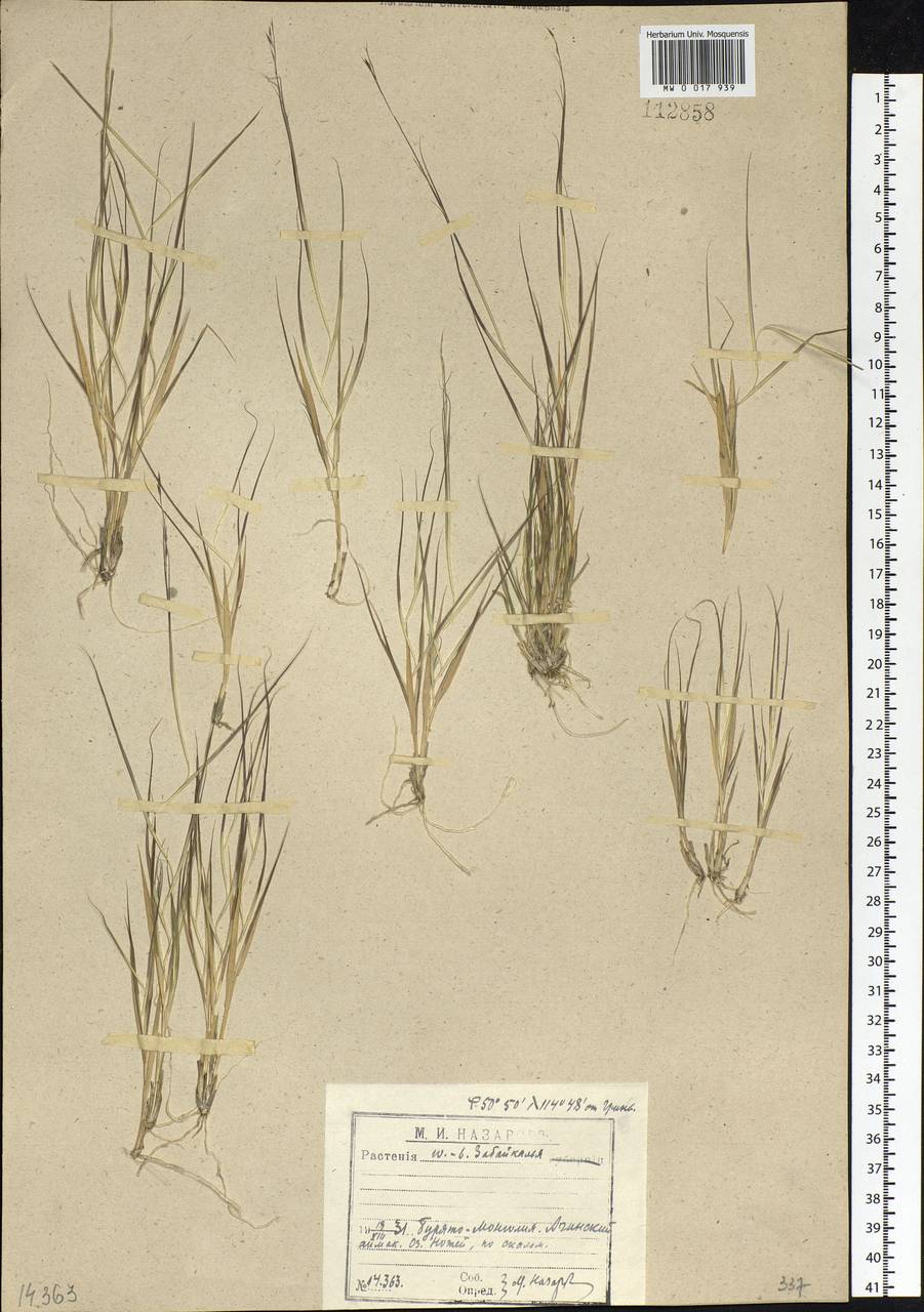 Cleistogenes squarrosa (Trin.) Keng, Siberia, Baikal & Transbaikal region (S4) (Russia)