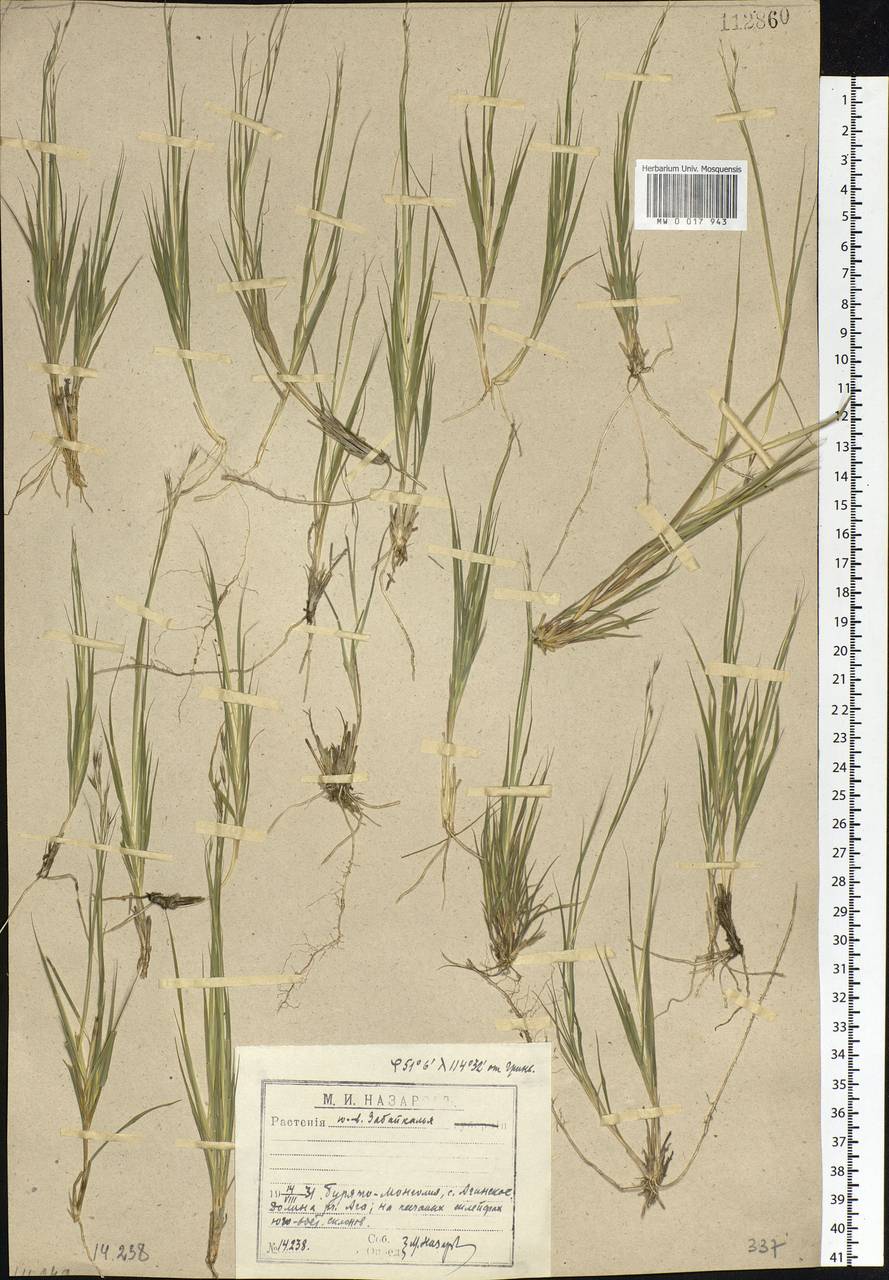 Cleistogenes squarrosa (Trin.) Keng, Siberia, Baikal & Transbaikal region (S4) (Russia)