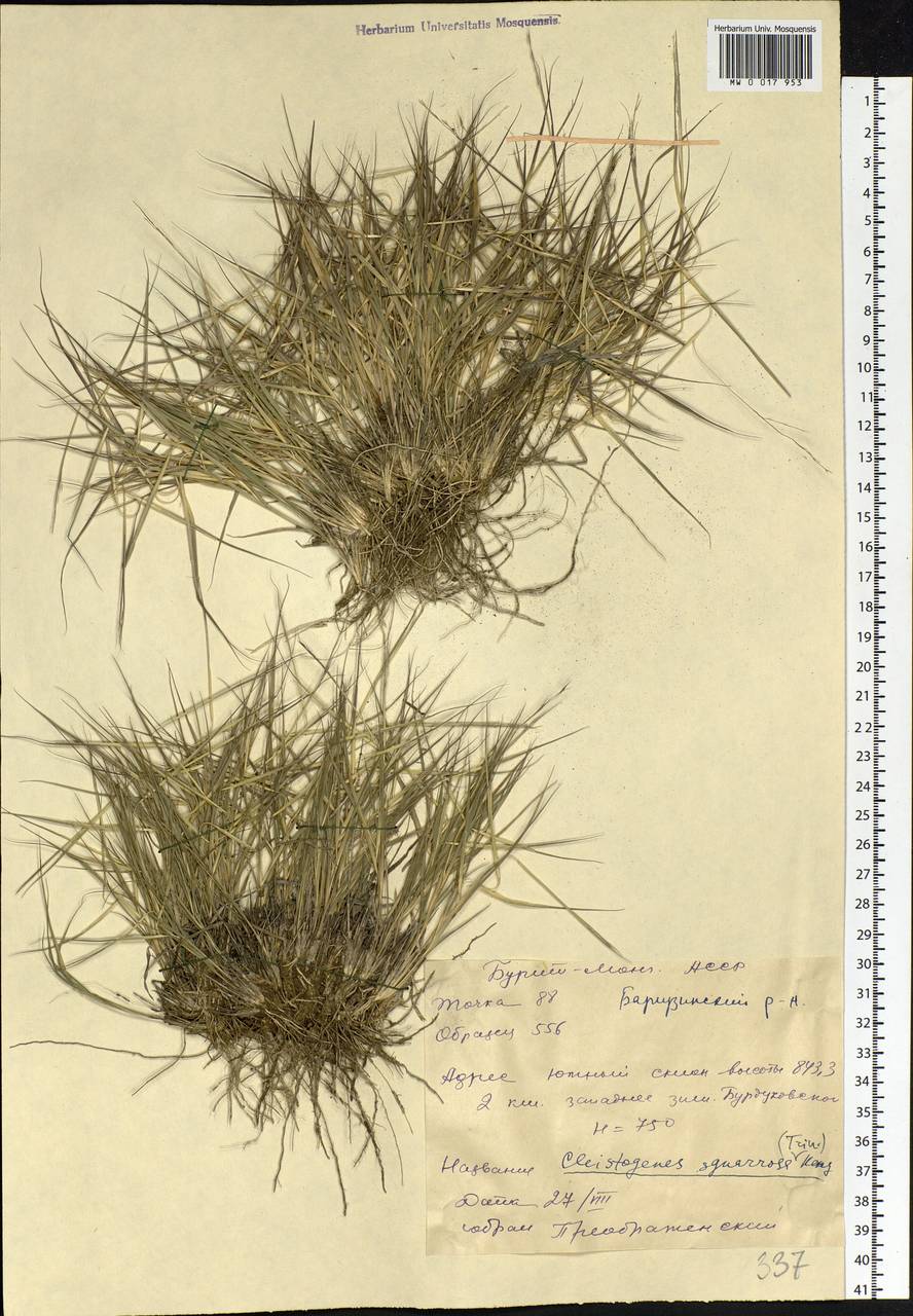 Cleistogenes squarrosa (Trin.) Keng, Siberia, Baikal & Transbaikal region (S4) (Russia)