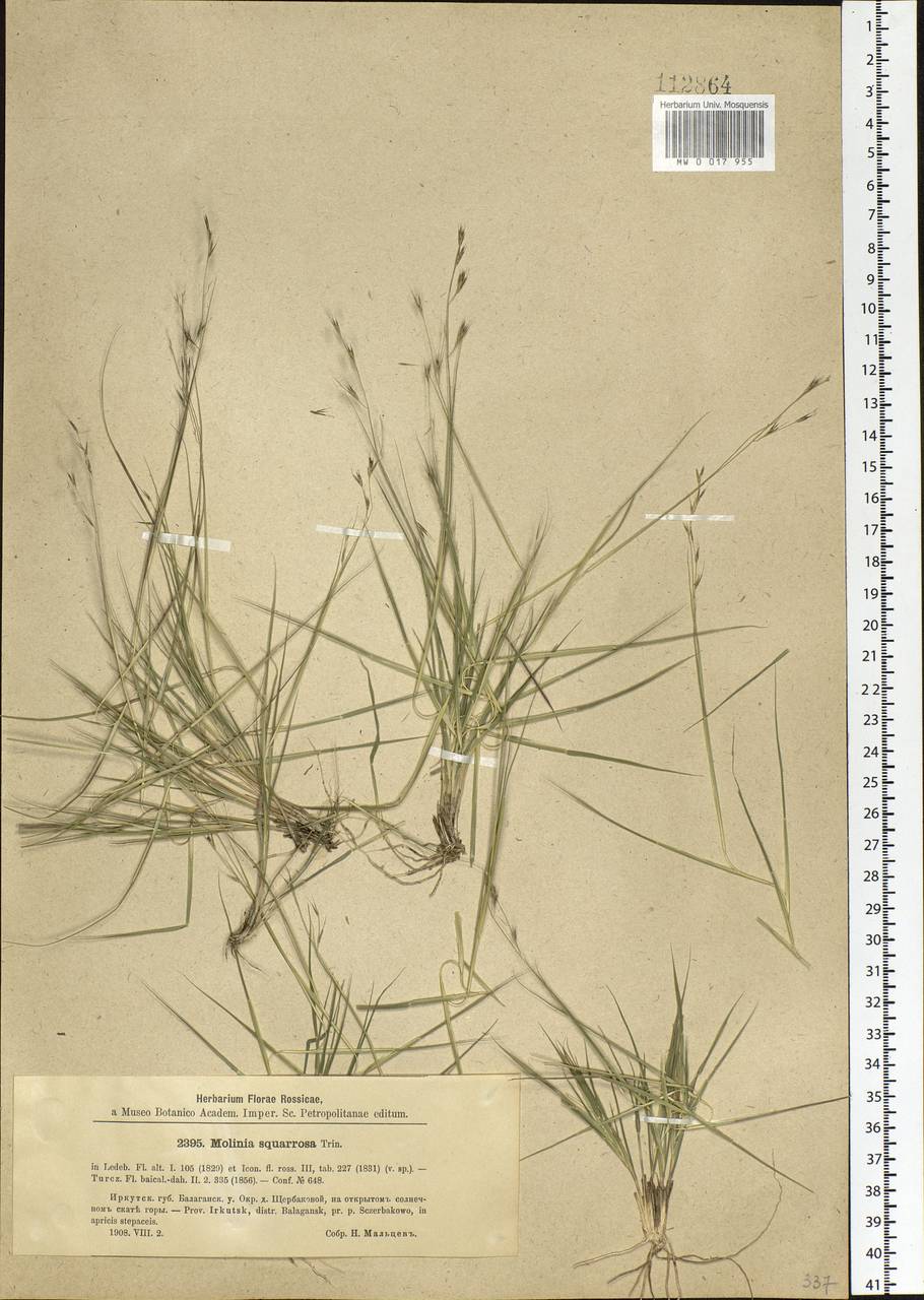 Cleistogenes squarrosa (Trin.) Keng, Siberia, Baikal & Transbaikal region (S4) (Russia)