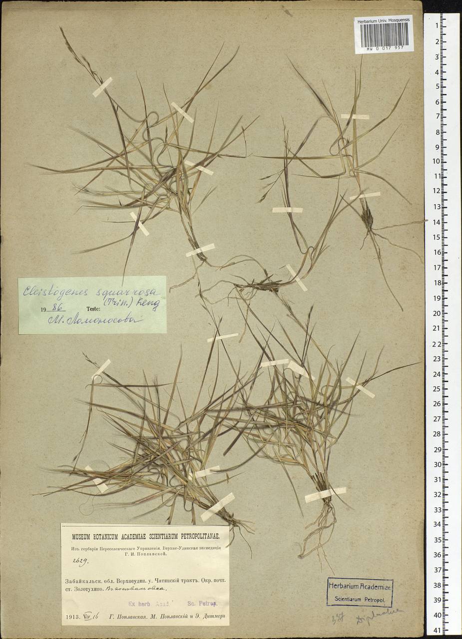 Cleistogenes squarrosa (Trin.) Keng, Siberia, Baikal & Transbaikal region (S4) (Russia)
