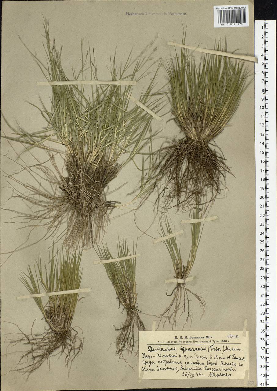 Cleistogenes squarrosa (Trin.) Keng, Siberia, Altai & Sayany Mountains (S2) (Russia)