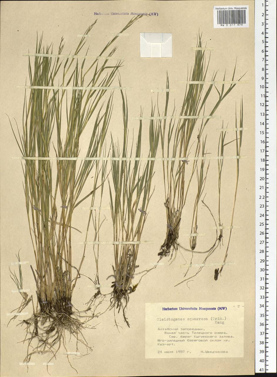 Cleistogenes squarrosa (Trin.) Keng, Siberia, Altai & Sayany Mountains (S2) (Russia)