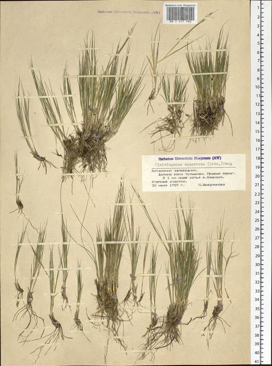 Cleistogenes squarrosa (Trin.) Keng, Siberia, Altai & Sayany Mountains (S2) (Russia)