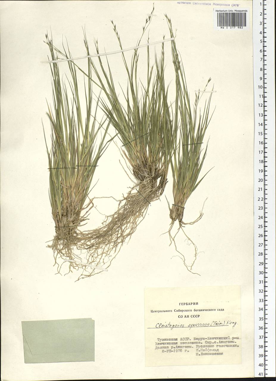 Cleistogenes squarrosa (Trin.) Keng, Siberia, Altai & Sayany Mountains (S2) (Russia)