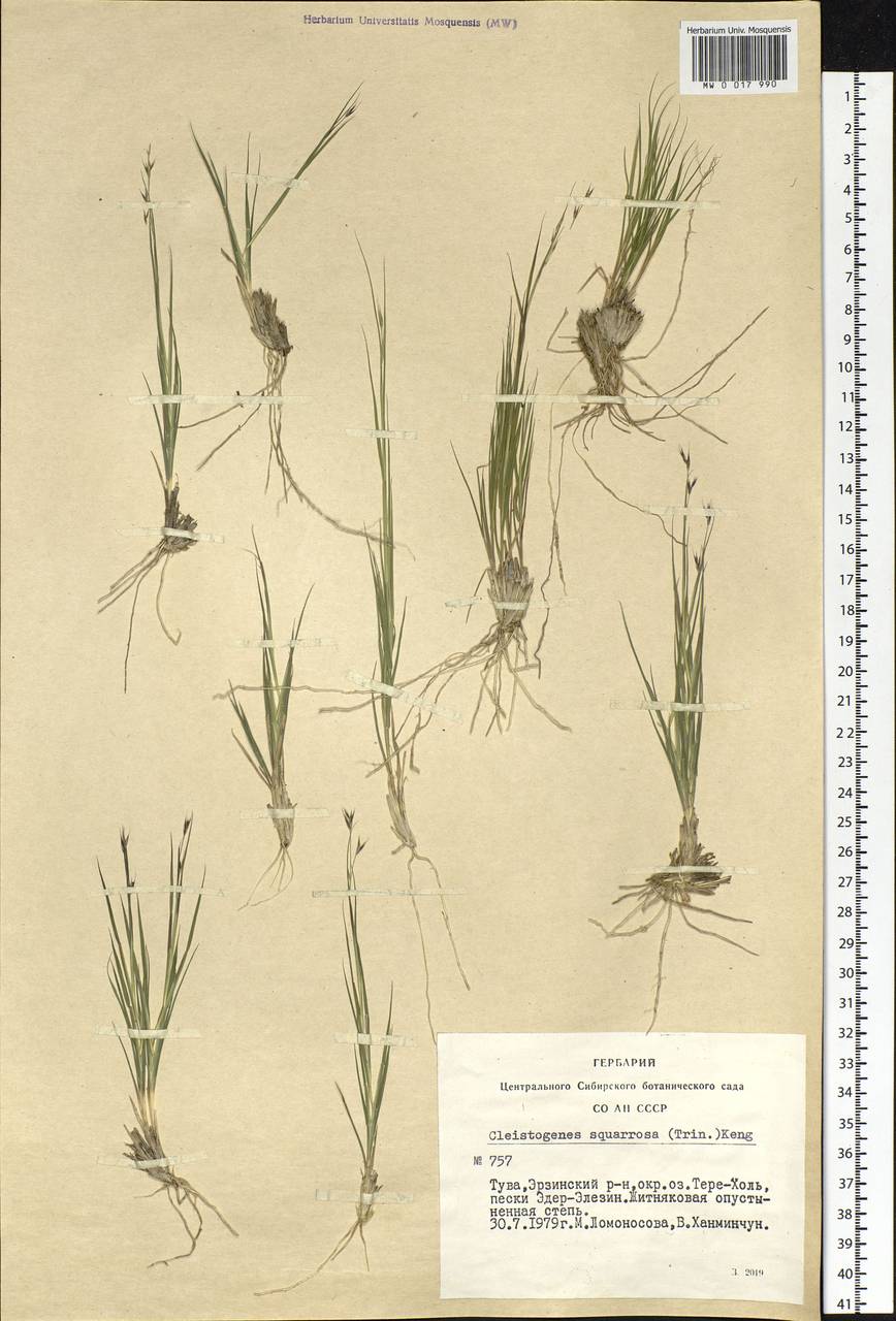 Cleistogenes squarrosa (Trin.) Keng, Siberia, Altai & Sayany Mountains (S2) (Russia)