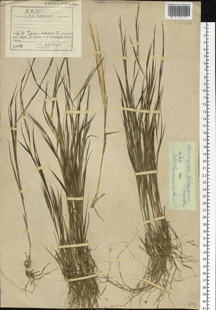 Cleistogenes kitagawae Honda, Siberia, Baikal & Transbaikal region (S4) (Russia)