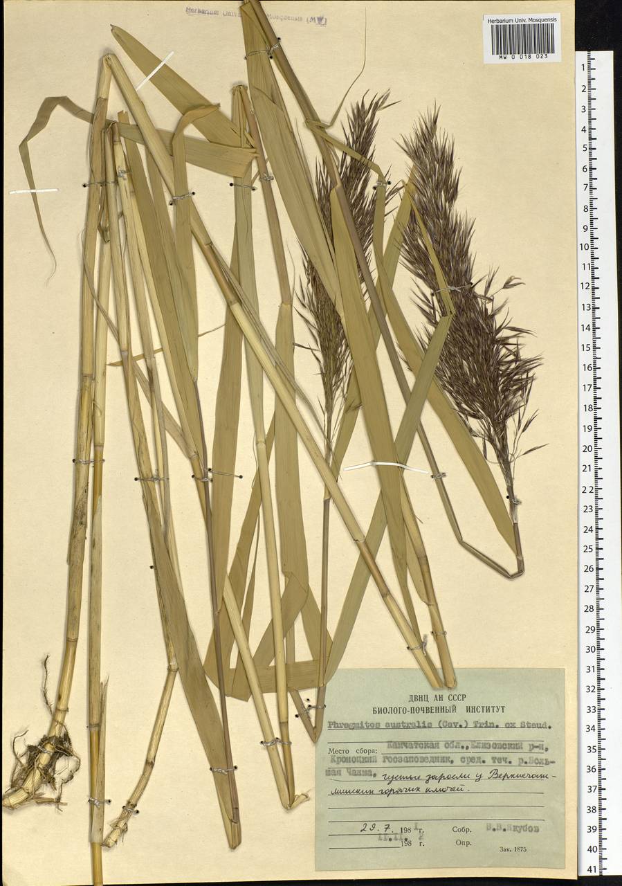 Phragmites australis (Cav.) Trin. ex Steud., Siberia, Chukotka & Kamchatka (S7) (Russia)