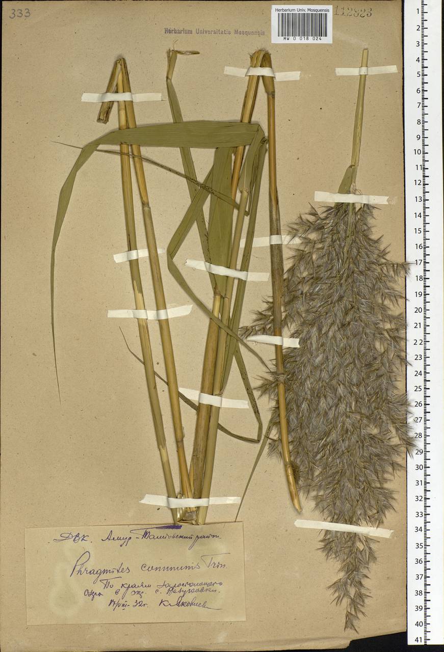 Phragmites australis (Cav.) Trin. ex Steud., Siberia, Russian Far East (S6) (Russia)
