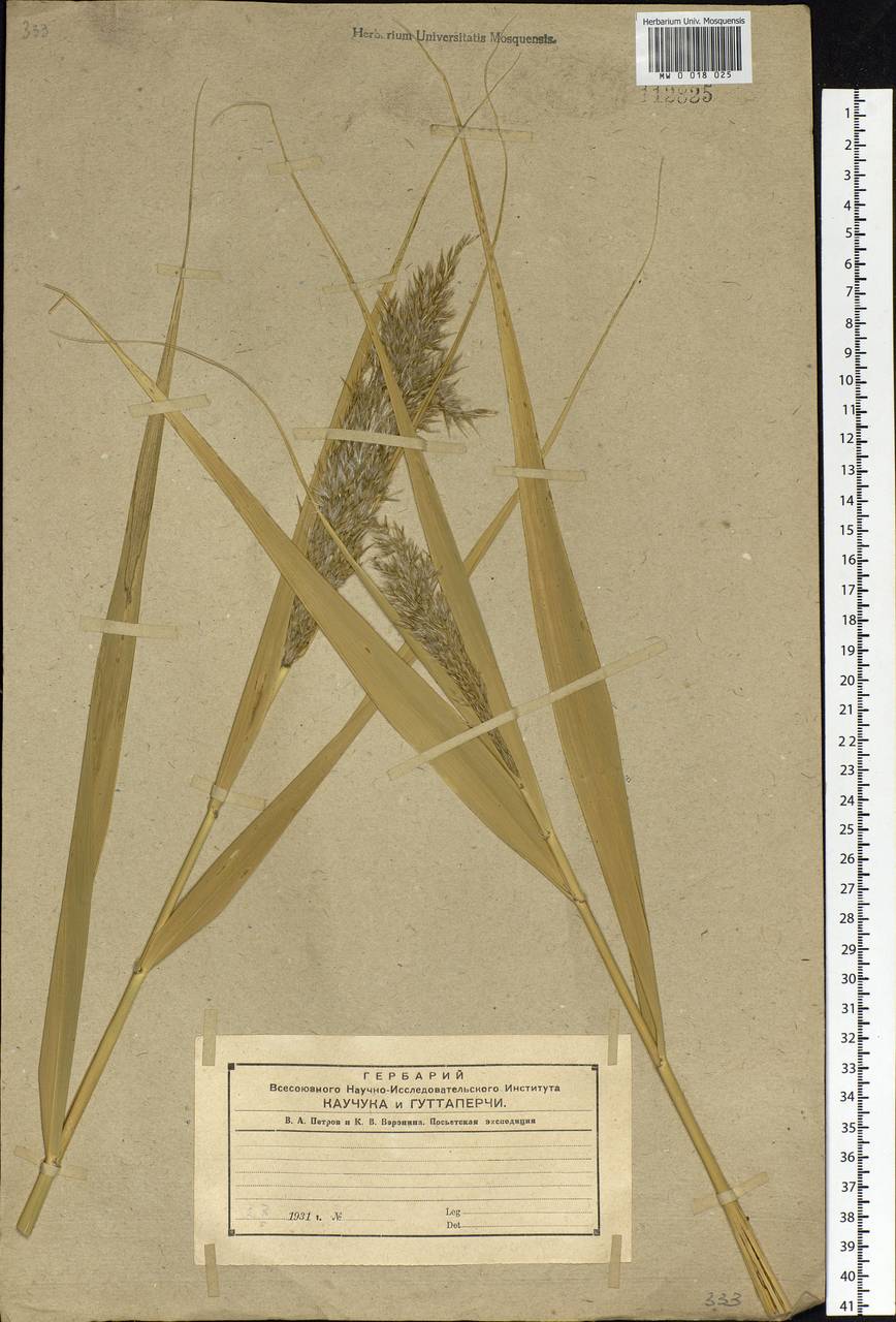 Phragmites australis (Cav.) Trin. ex Steud., Siberia, Russian Far East (S6) (Russia)