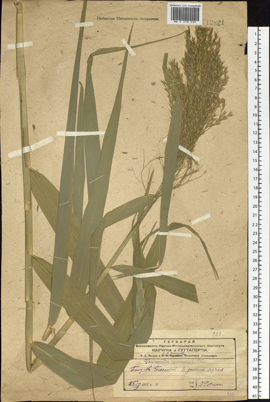 Phragmites australis (Cav.) Trin. ex Steud., Siberia, Russian Far East (S6) (Russia)