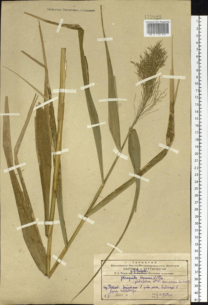 Phragmites australis (Cav.) Trin. ex Steud., Siberia, Russian Far East (S6) (Russia)