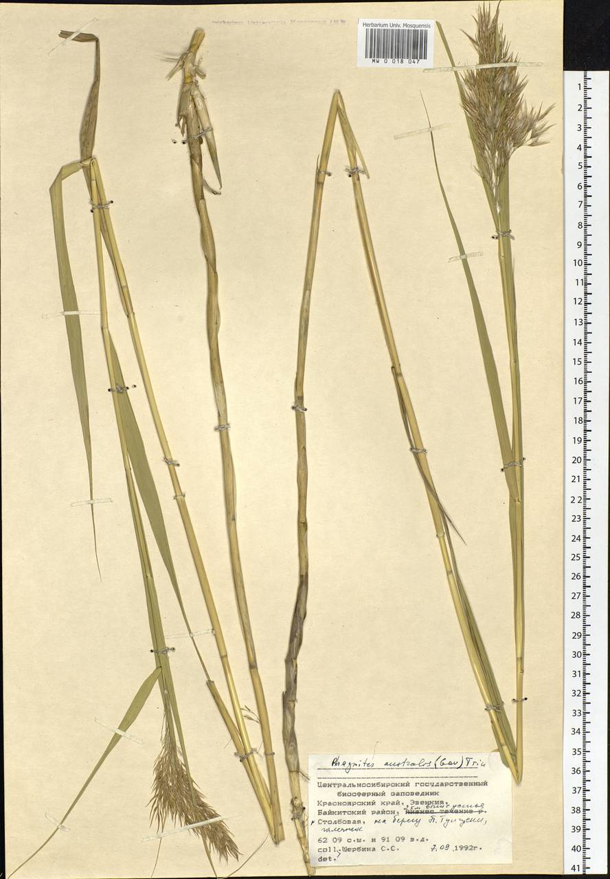 Phragmites australis (Cav.) Trin. ex Steud., Siberia, Central Siberia (S3) (Russia)