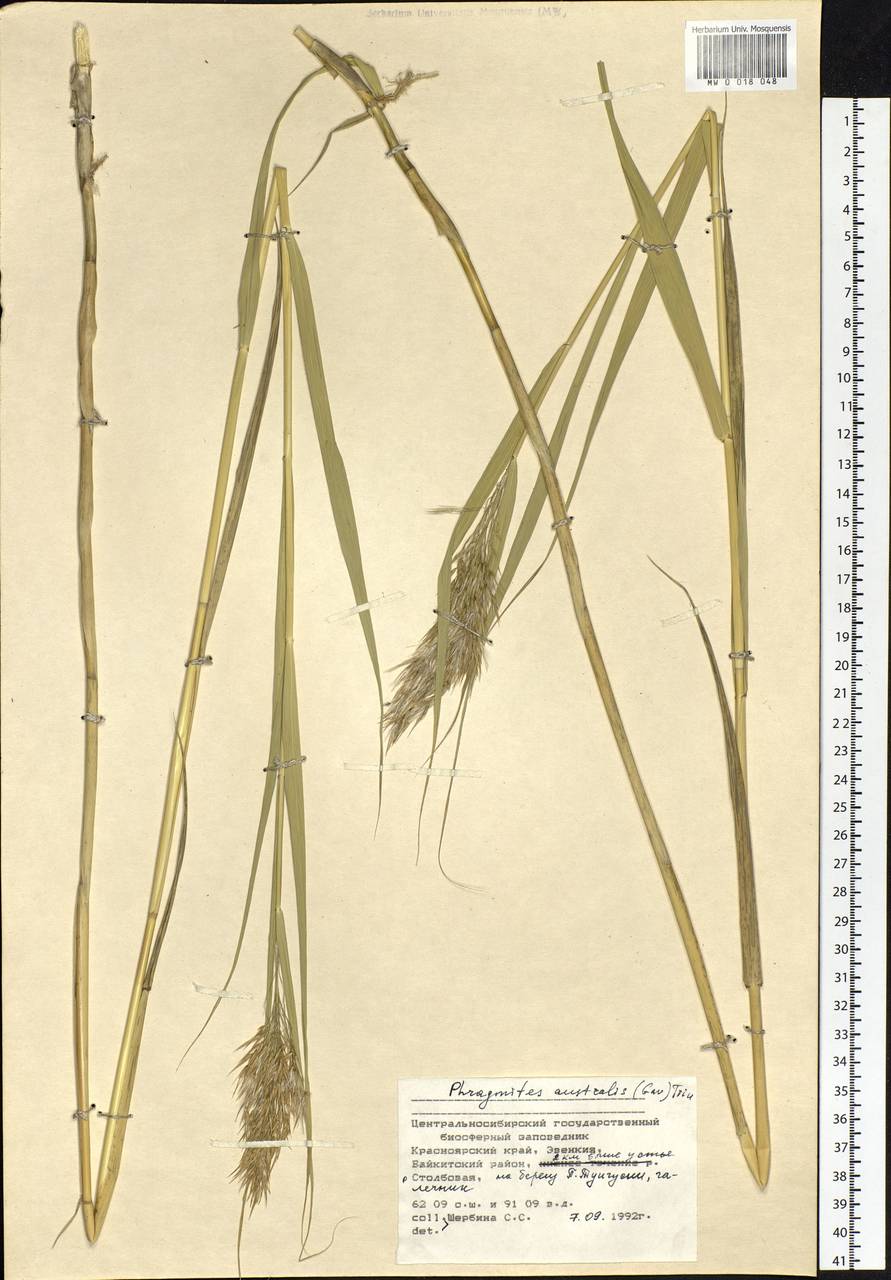 Phragmites australis (Cav.) Trin. ex Steud., Siberia, Central Siberia (S3) (Russia)