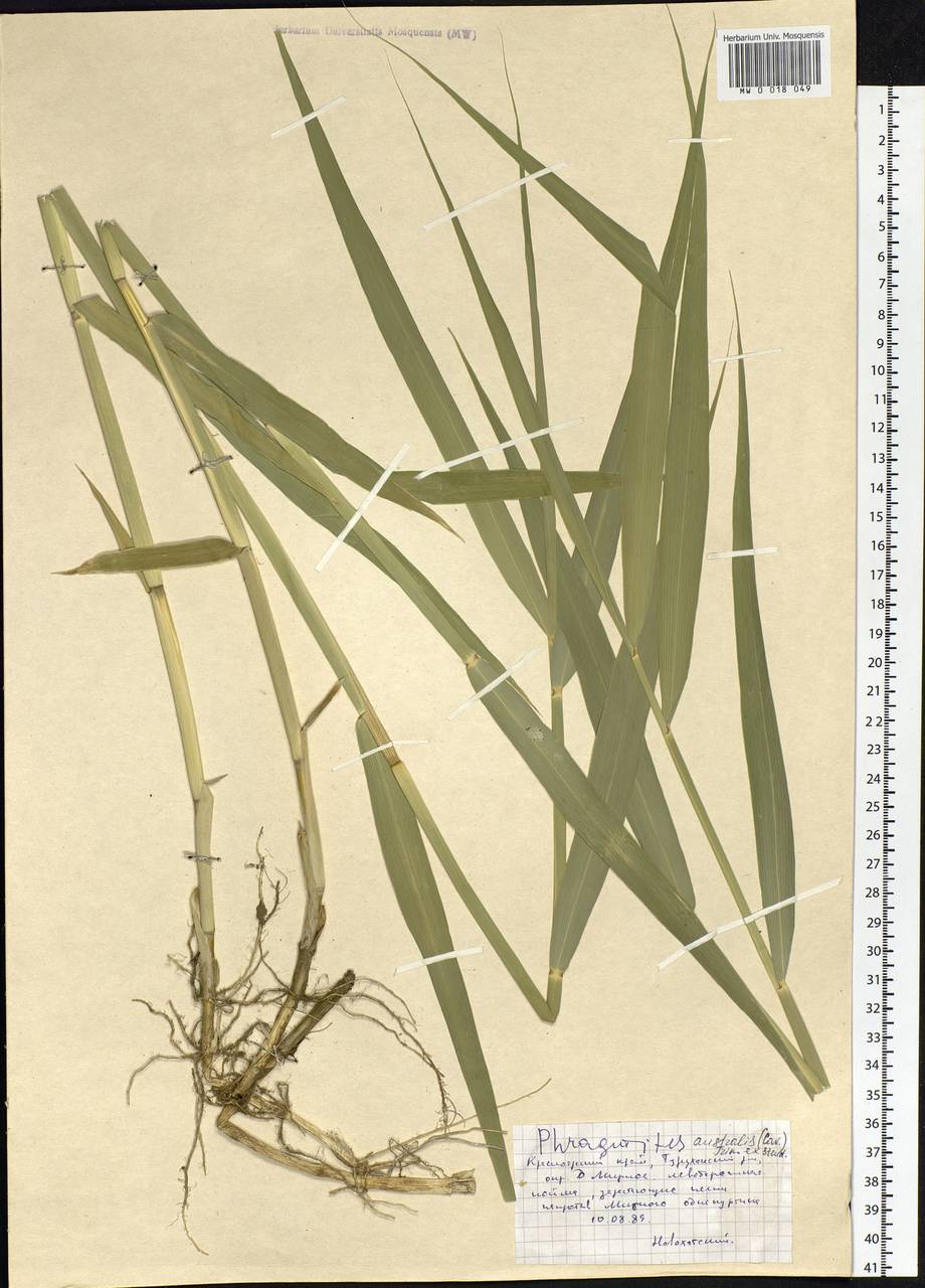 Phragmites australis (Cav.) Trin. ex Steud., Siberia, Central Siberia (S3) (Russia)