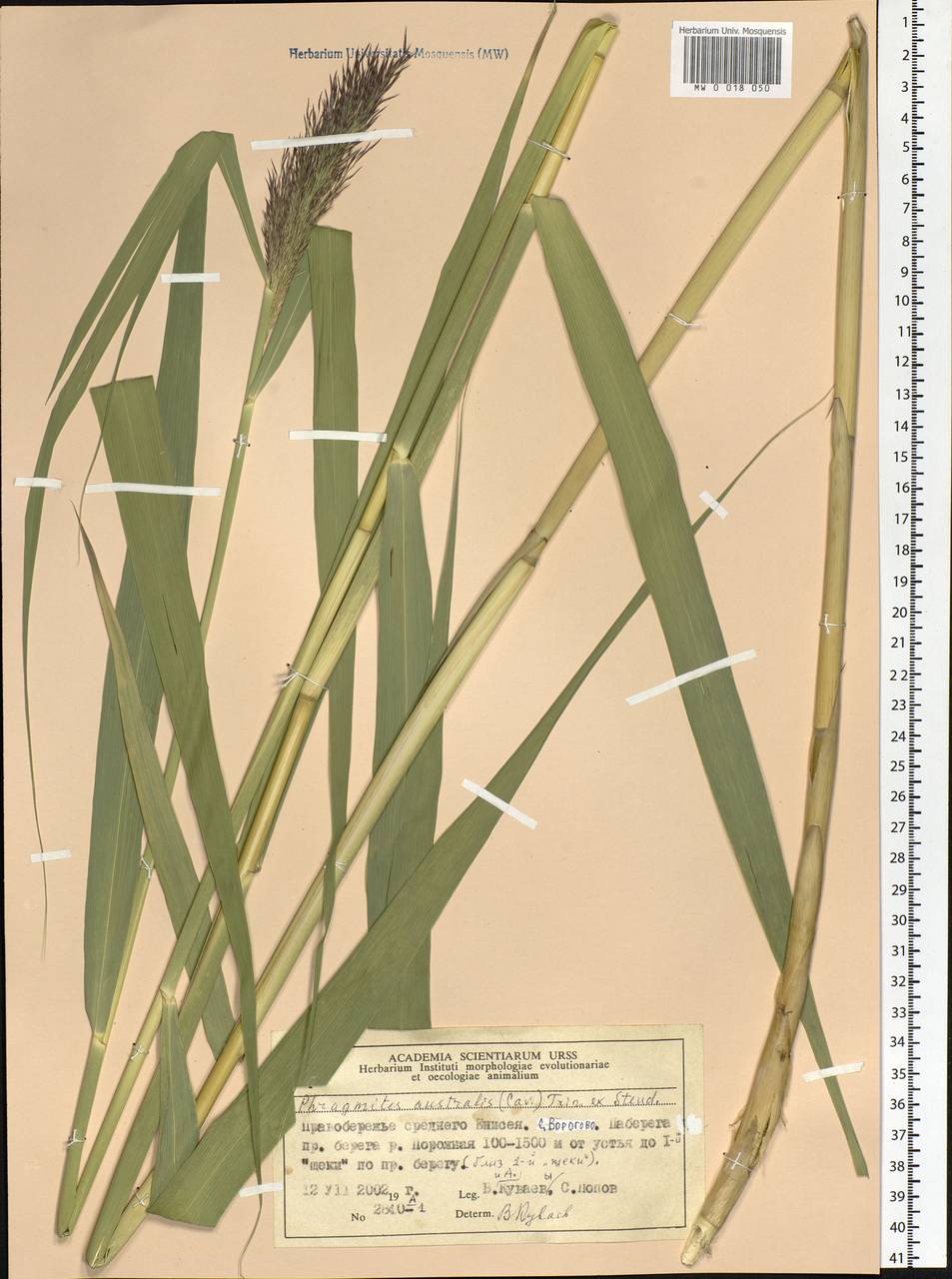Phragmites australis (Cav.) Trin. ex Steud., Siberia, Central Siberia (S3) (Russia)
