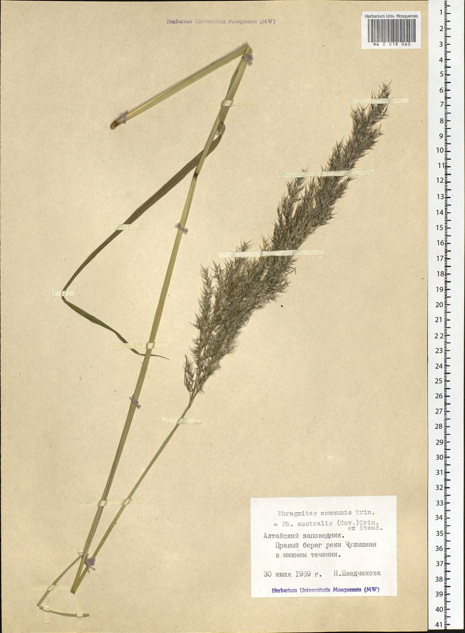 Phragmites australis (Cav.) Trin. ex Steud., Siberia, Altai & Sayany Mountains (S2) (Russia)
