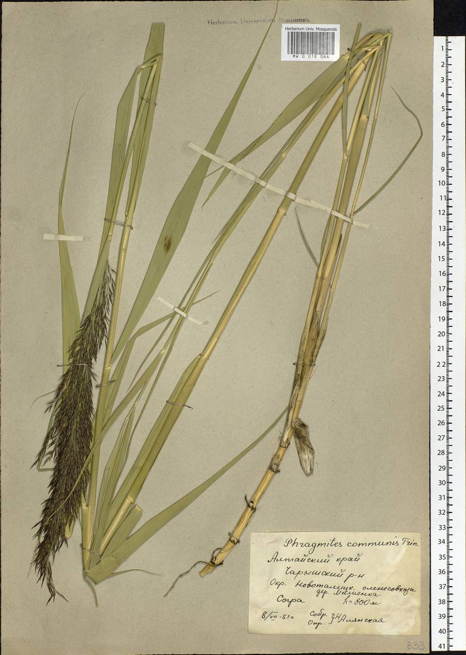 Phragmites australis (Cav.) Trin. ex Steud., Siberia, Altai & Sayany Mountains (S2) (Russia)