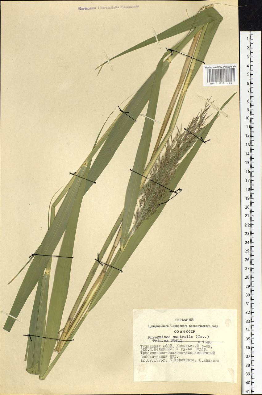 Phragmites australis (Cav.) Trin. ex Steud., Siberia, Altai & Sayany Mountains (S2) (Russia)