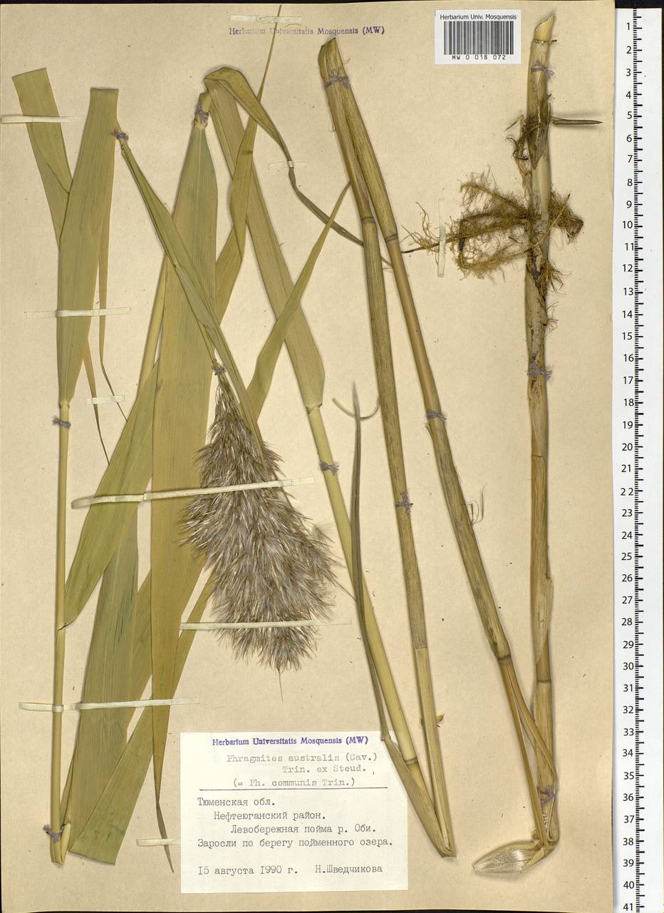 Phragmites australis (Cav.) Trin. ex Steud., Siberia, Western Siberia (S1) (Russia)