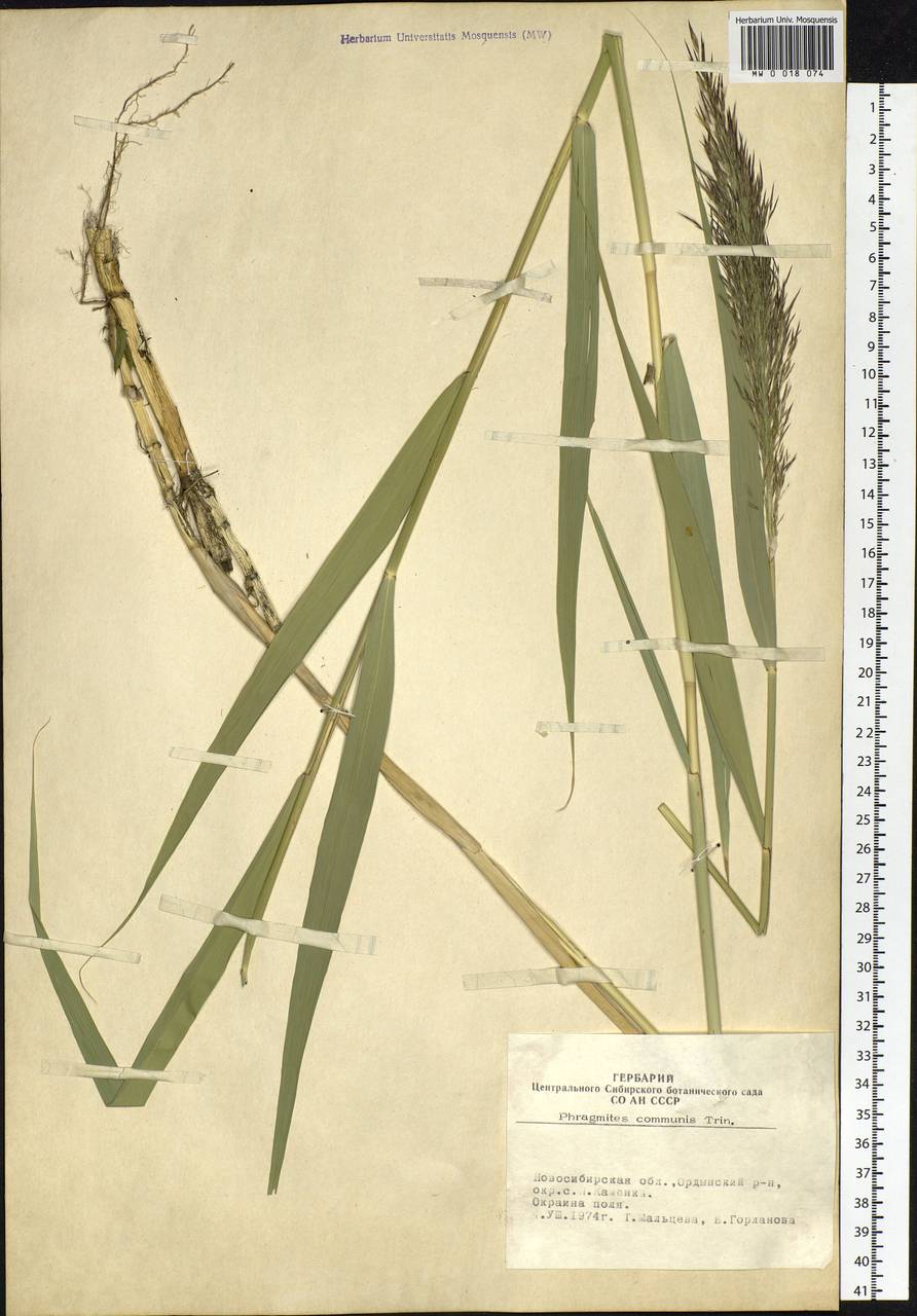 Phragmites australis (Cav.) Trin. ex Steud., Siberia, Western Siberia (S1) (Russia)