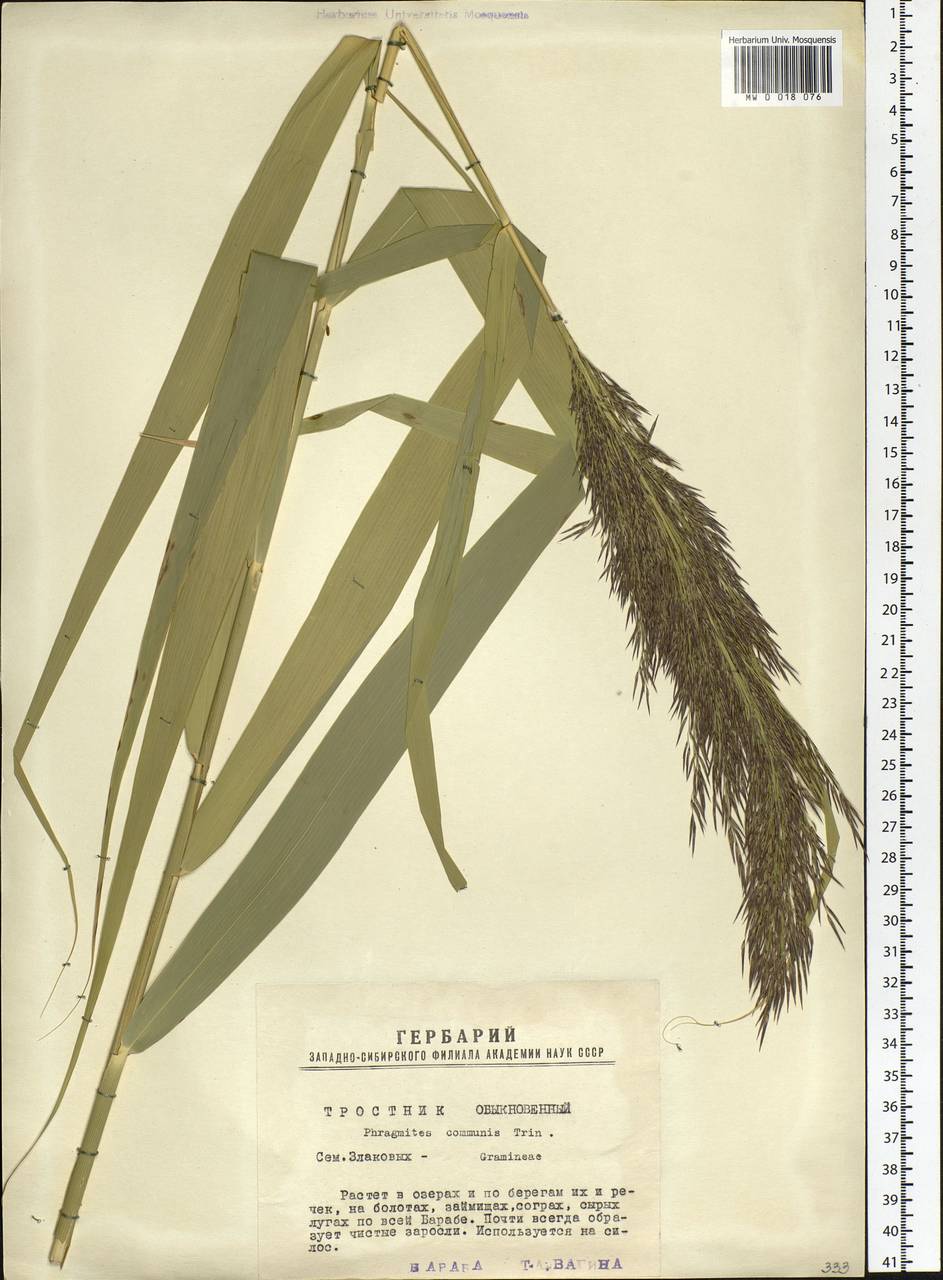 Phragmites australis (Cav.) Trin. ex Steud., Siberia, Western Siberia (S1) (Russia)