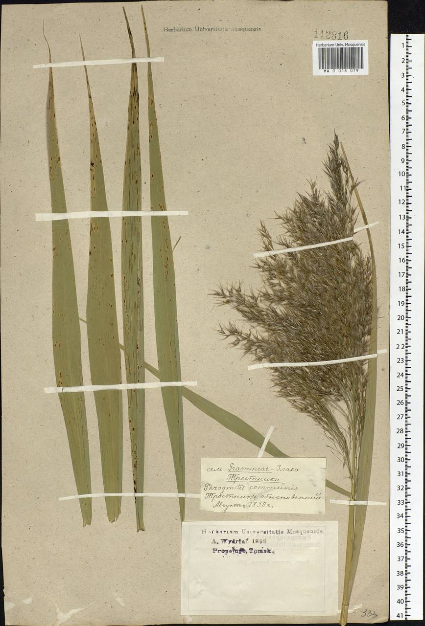 Phragmites australis (Cav.) Trin. ex Steud., Siberia, Western Siberia (S1) (Russia)