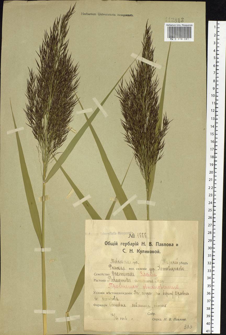 Phragmites australis (Cav.) Trin. ex Steud., Siberia, Western Siberia (S1) (Russia)