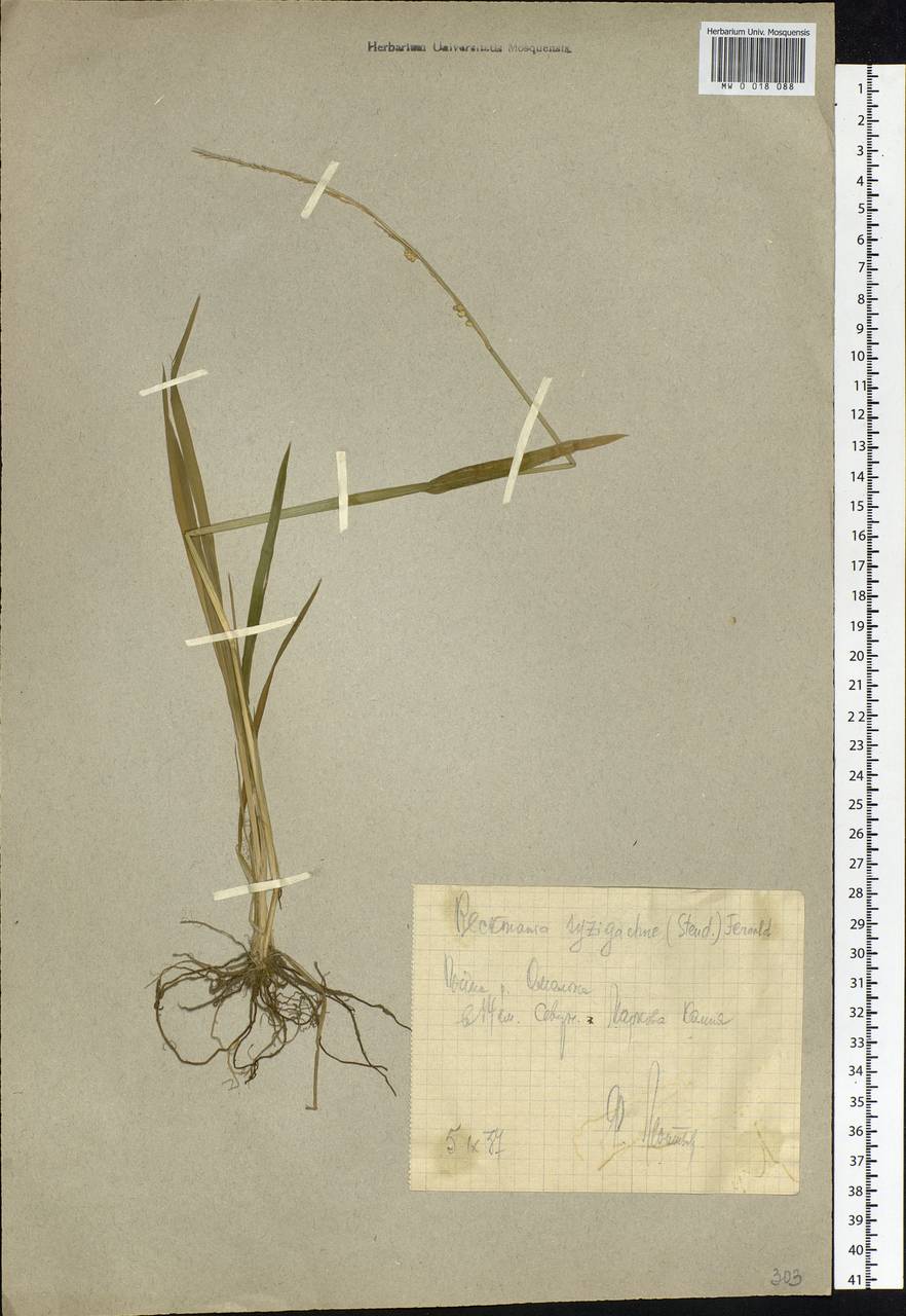 Beckmannia syzigachne (Steud.) Fernald, Siberia, Chukotka & Kamchatka (S7) (Russia)