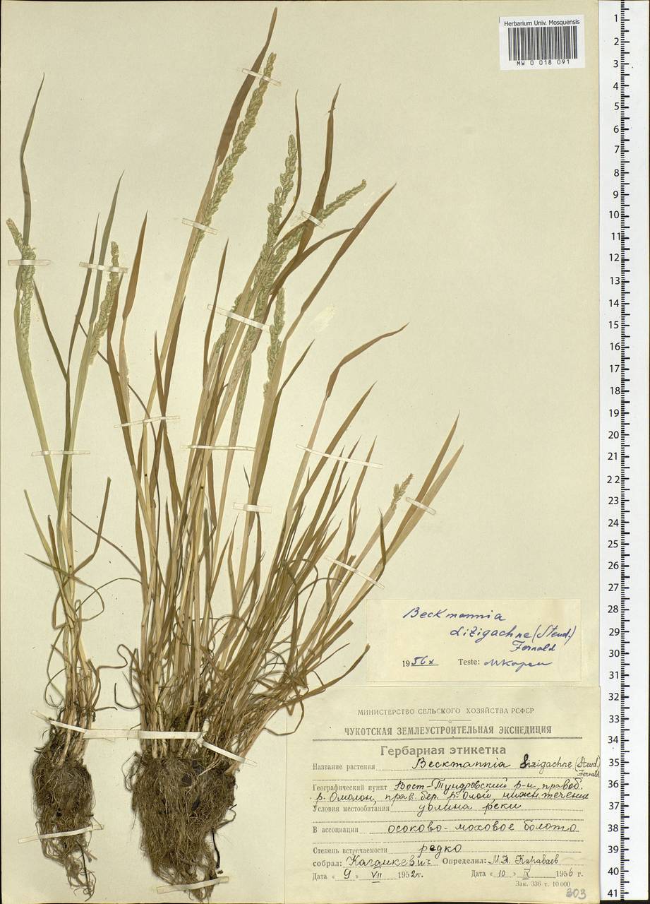 Beckmannia syzigachne (Steud.) Fernald, Siberia, Chukotka & Kamchatka (S7) (Russia)
